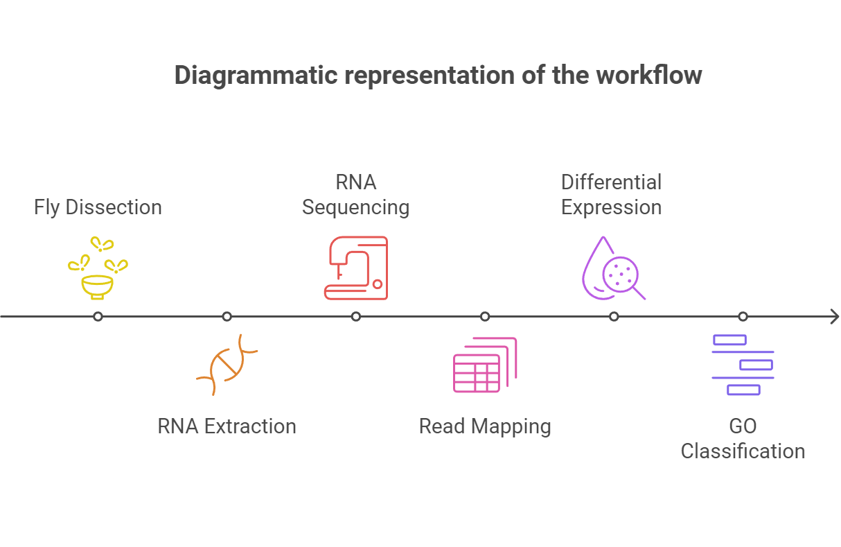 Diagrammatic Representation of Workflow